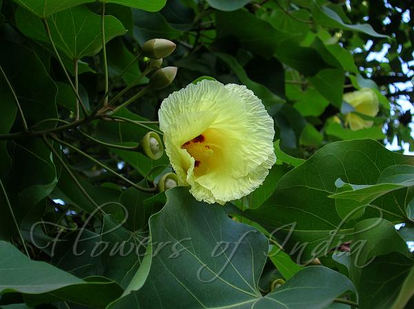 Indian Tulip Tree